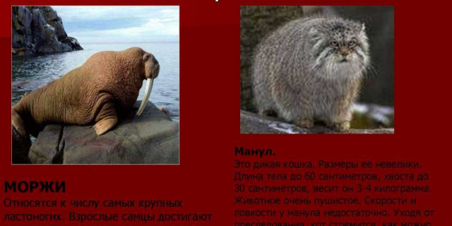 Красная книга России - защита и сохранение уникальных животных