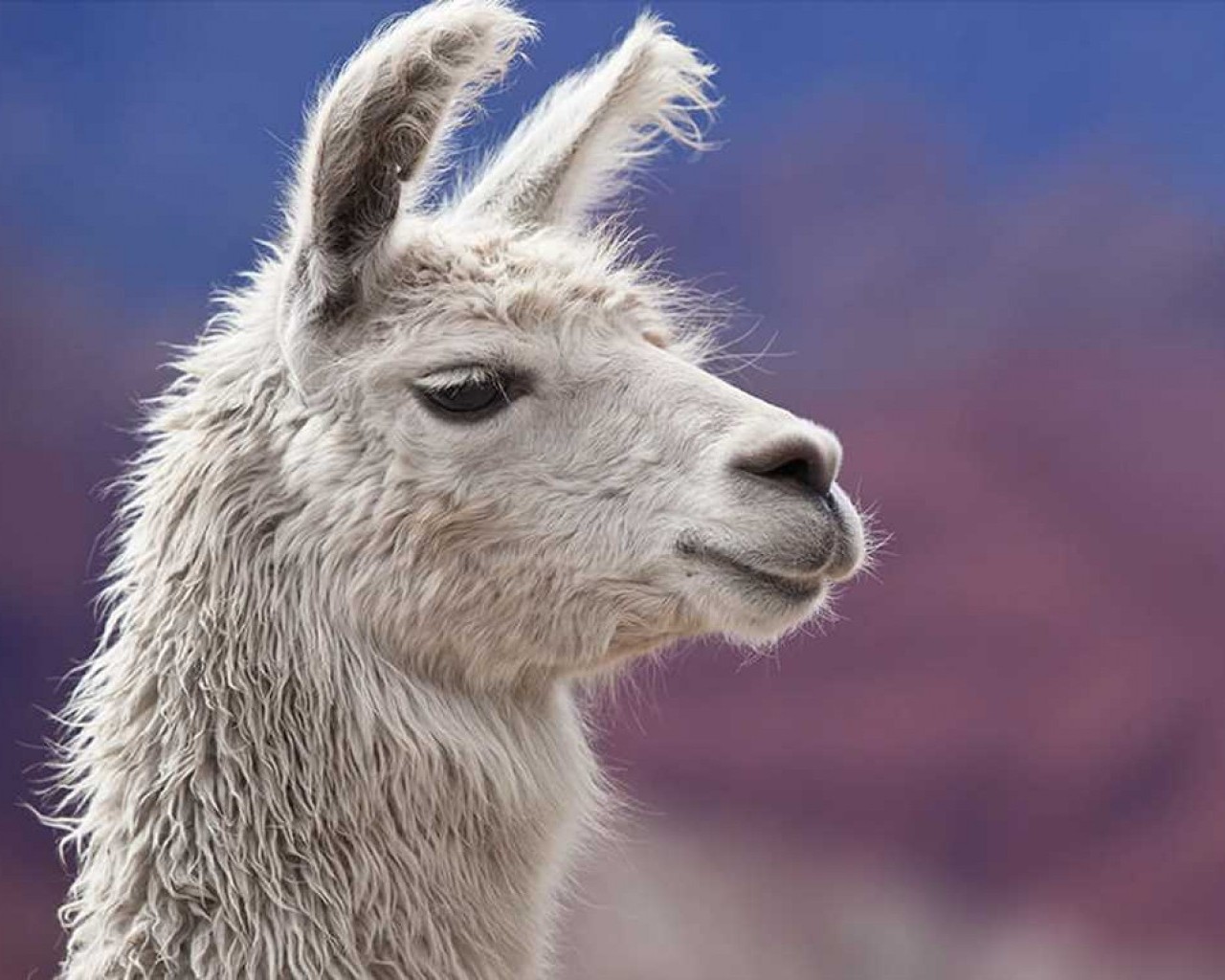 Лама - интересные факты о диком и домашнем животном с длинной шерстью