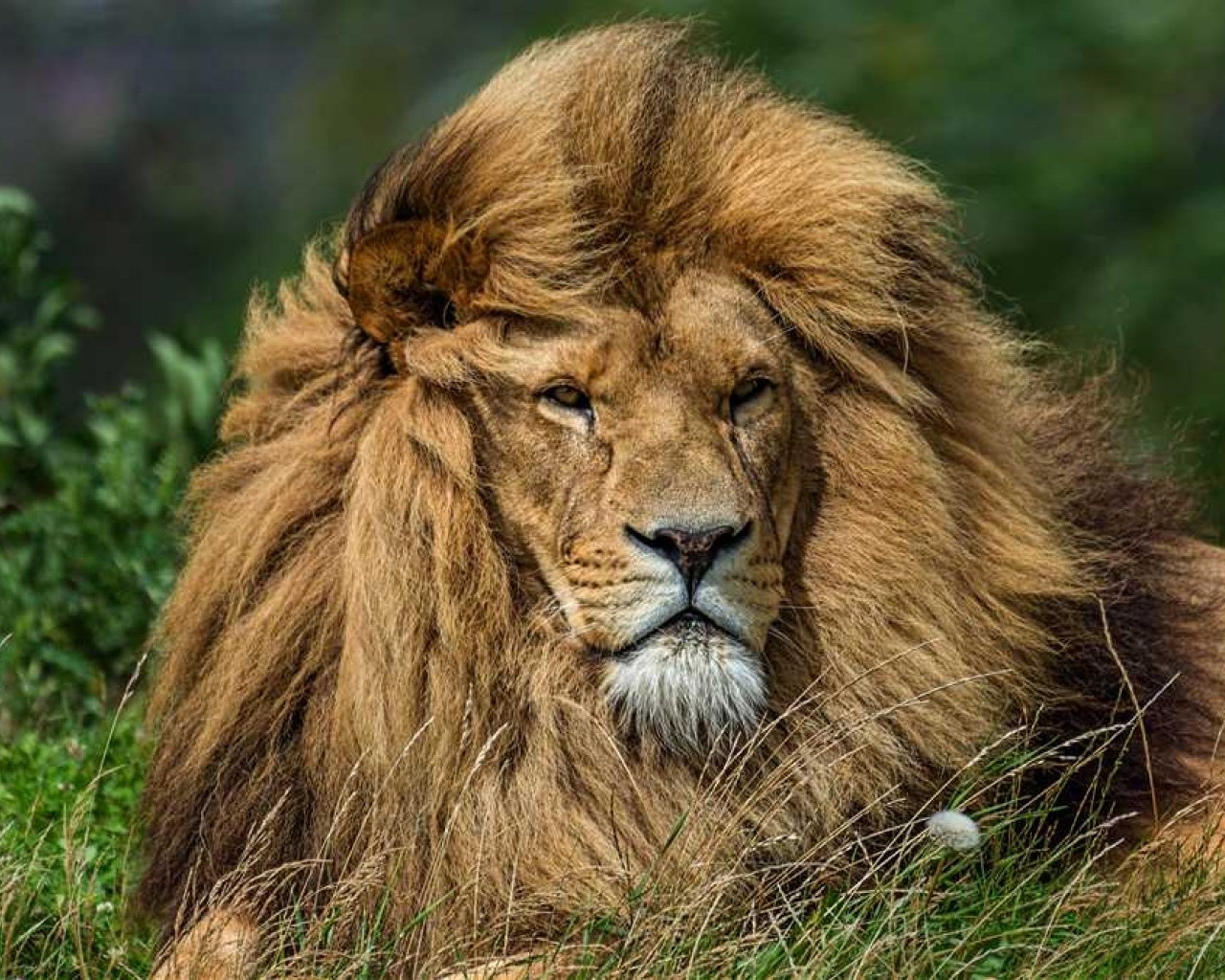 Лев – король животного мира, символ силы и величия в живой природе