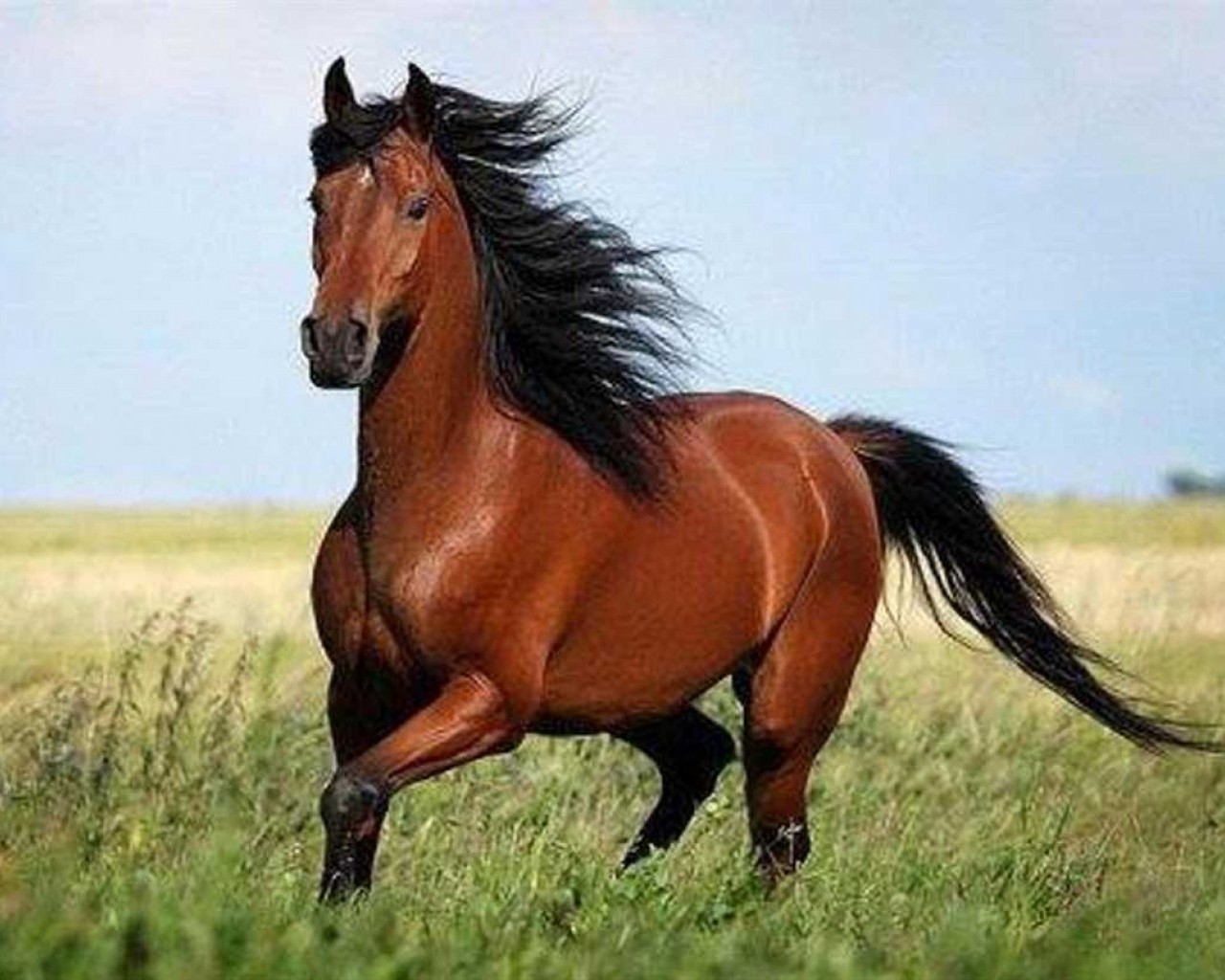 Интересные факты о лошадях - великолепные и мудрые создания на планете Земля