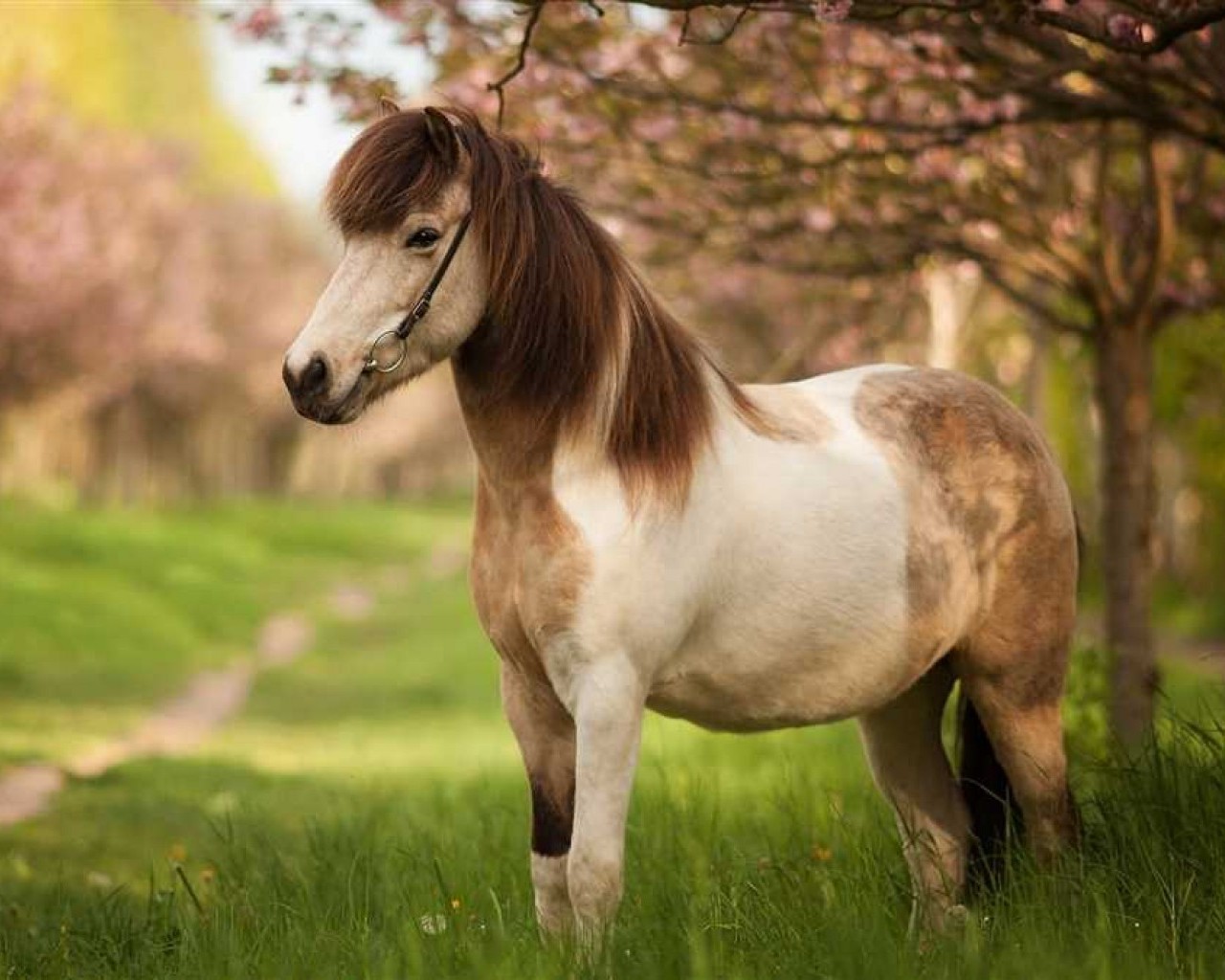 Много историй и фактов о лошадях, которые вас удивят и захватят волнующей атмосферой!
