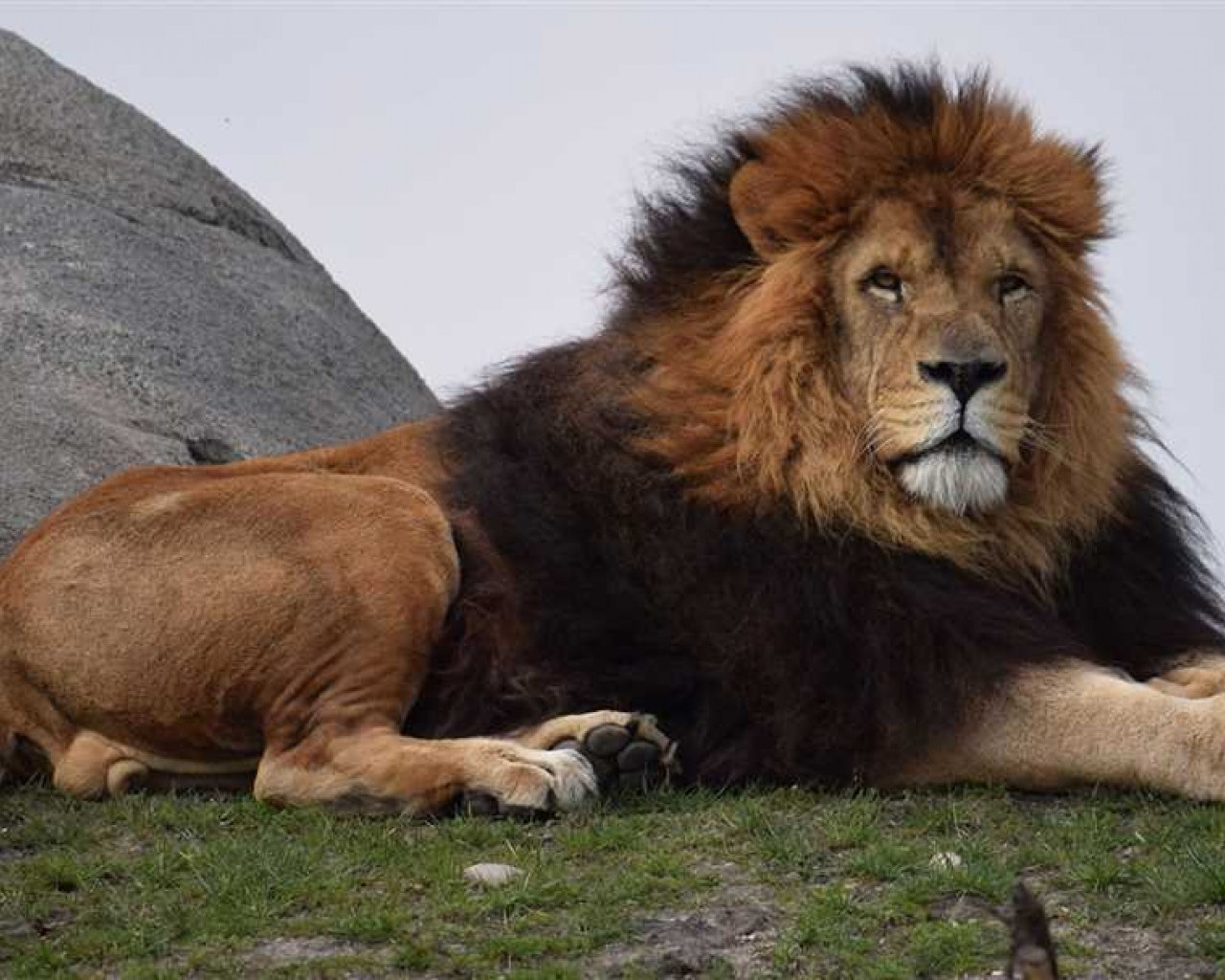 Исчерпывающее руководство о львах, их поведении, ареале обитания и защите в дикой природе