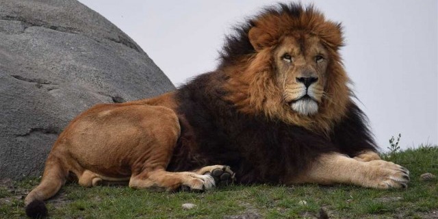 Исчерпывающее руководство о львах, их поведении, ареале обитания и защите в дикой природе