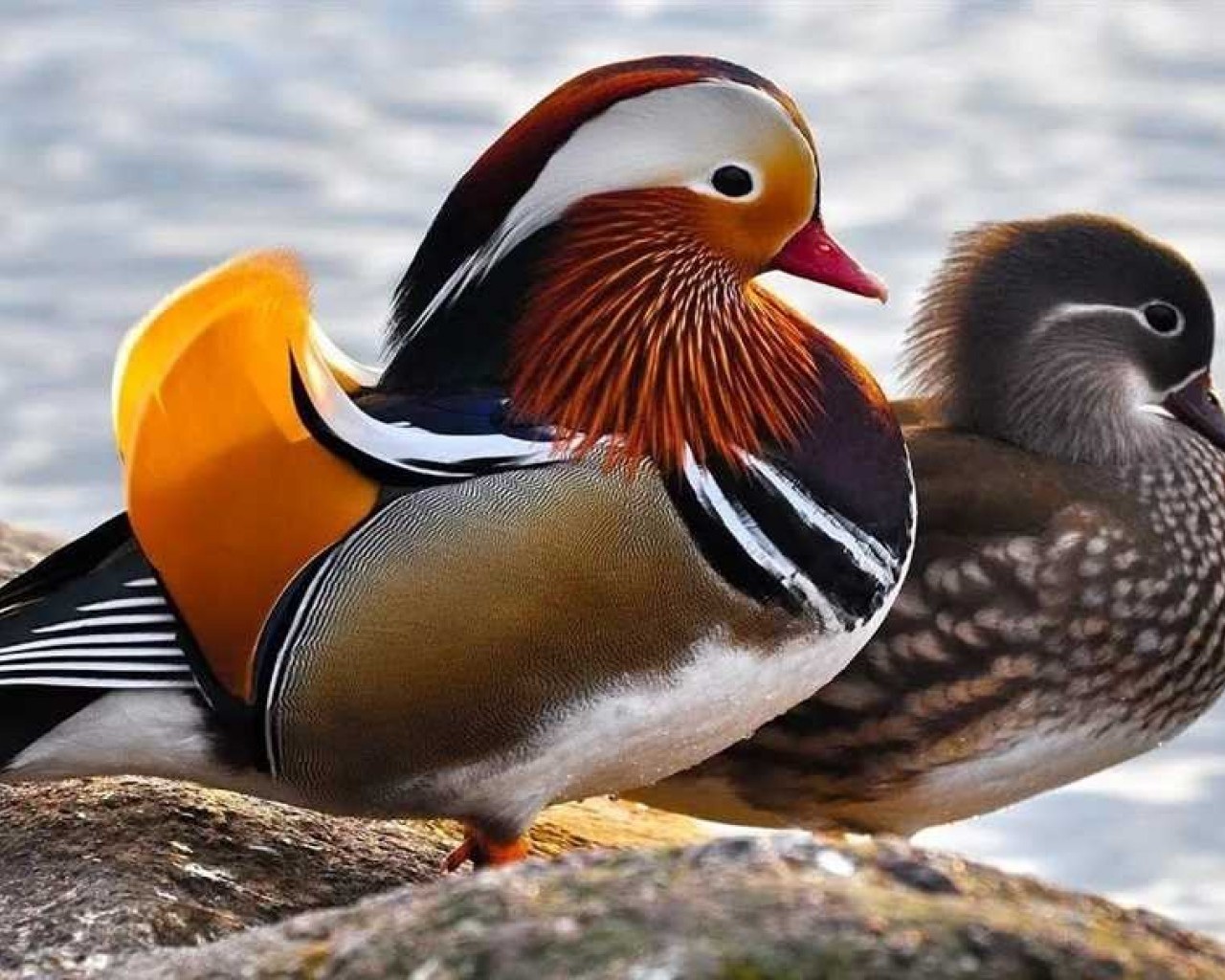 Удивительная красота и мистическая привлекательность мандаринки птицы - история происхождения, особенности внешности и поведения