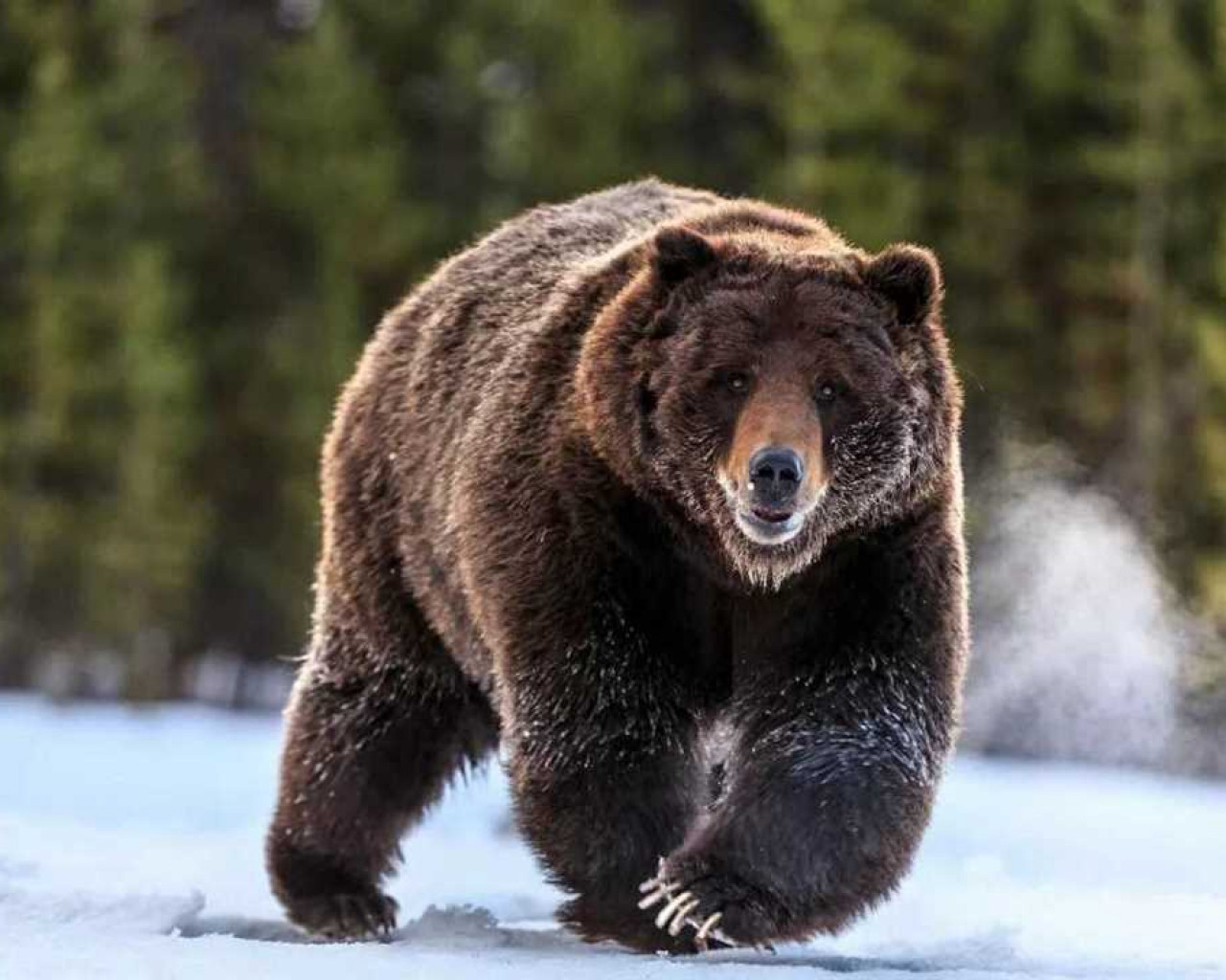 Медведь - крупное хищное млекопитающее, обитающее в различных регионах мира, известное своей мощью и силой