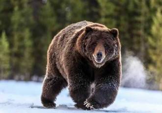 Медведь - крупное хищное млекопитающее, обитающее в различных регионах мира, известное своей мощью и силой