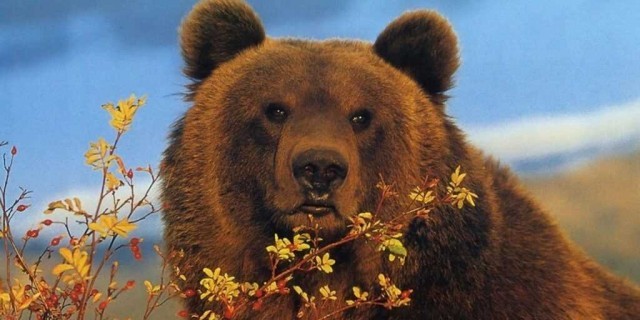 Медведь гризли - один из самых мощных и опасных зверей Северной Америки