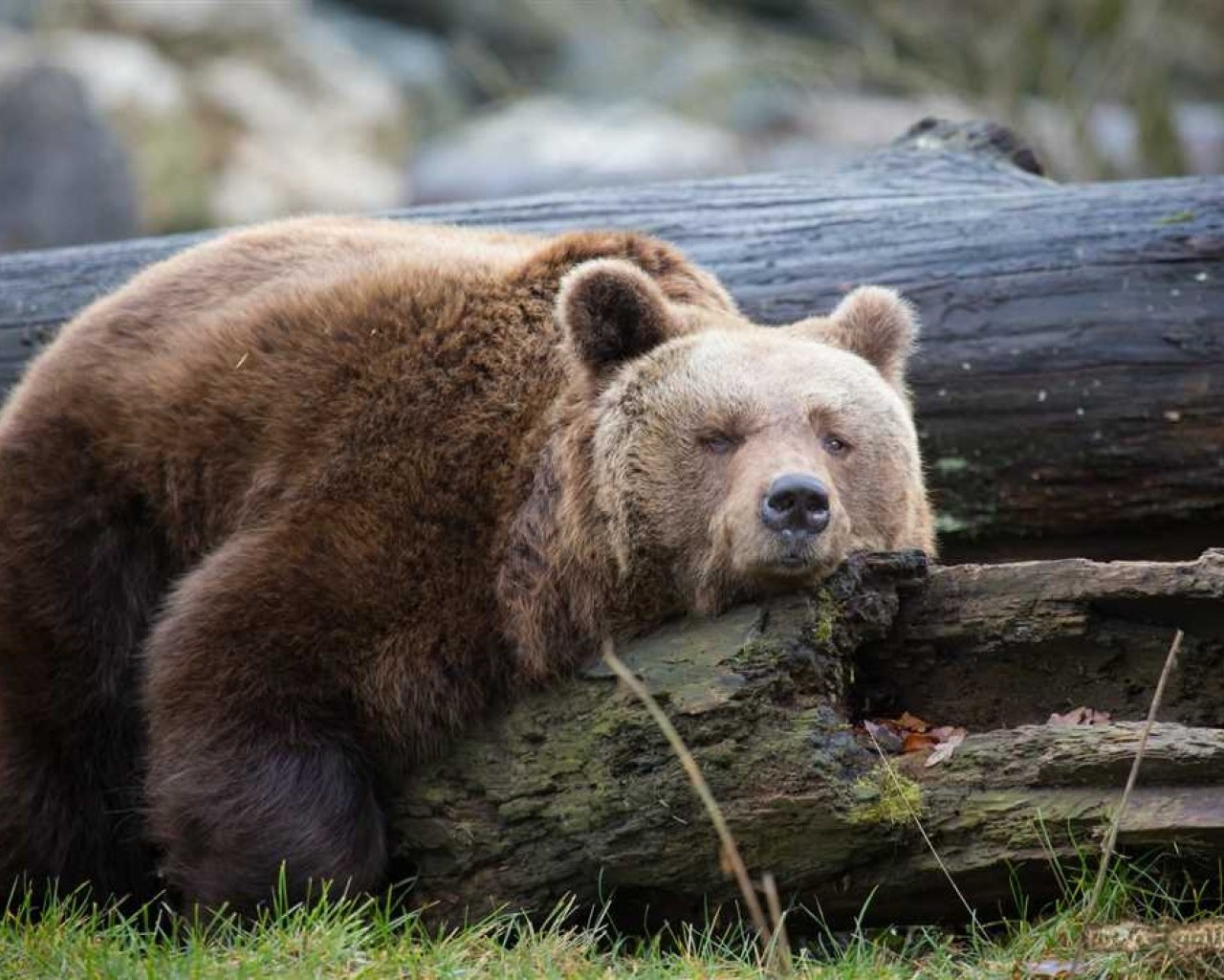 Все, что вы хотели узнать про невероятных медведей - образ жизни, ареал обитания, поведение и уникальные особенности
