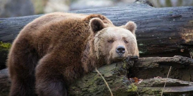 Все, что вы хотели узнать про невероятных медведей - образ жизни, ареал обитания, поведение и уникальные особенности
