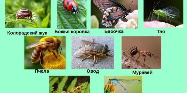 Изучение мира насекомых - познавательная экскурсия в жизнь и функции этих невероятных созданий.