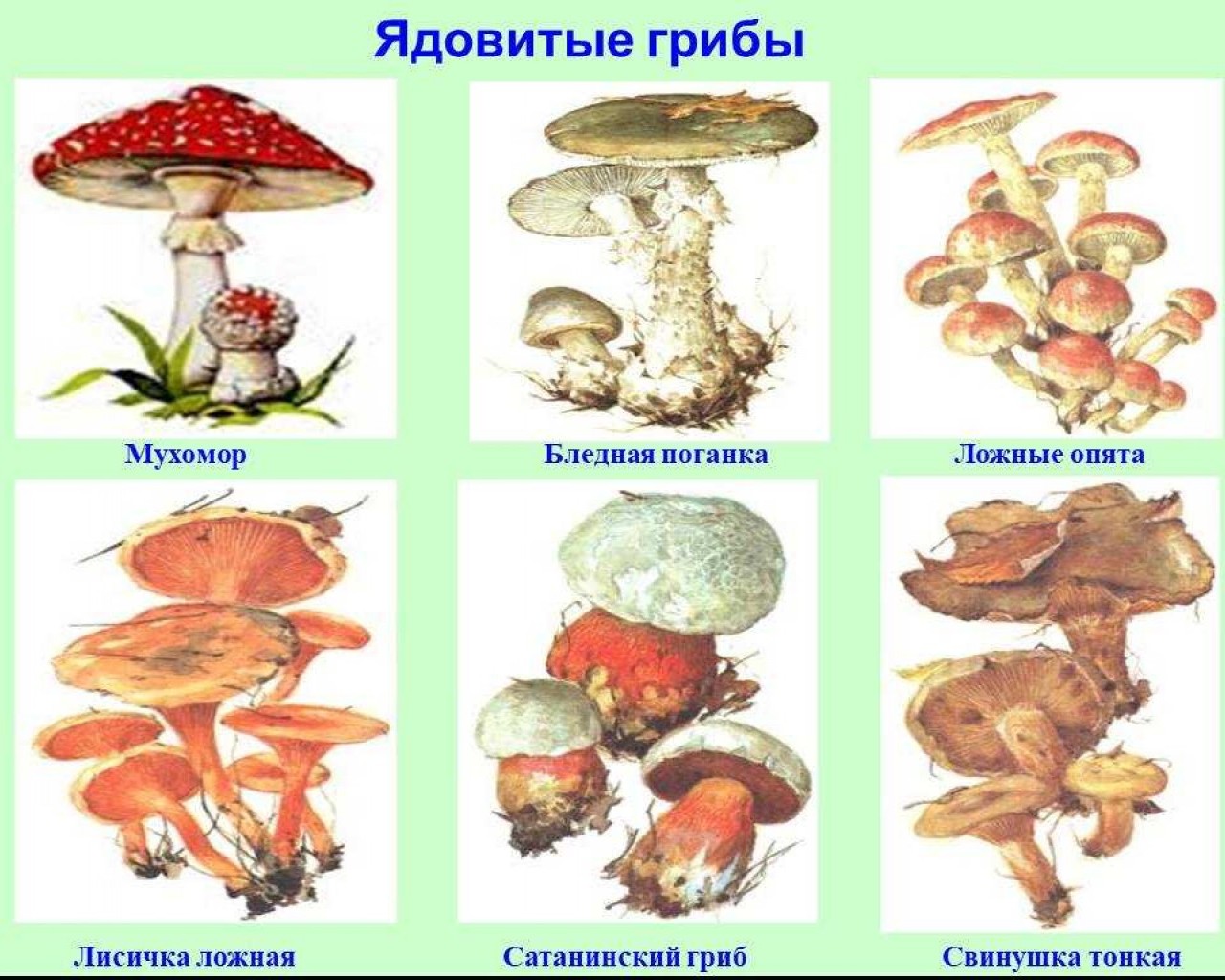 Опасные и несъедобные грибы - описания, виды и симптомы отравления