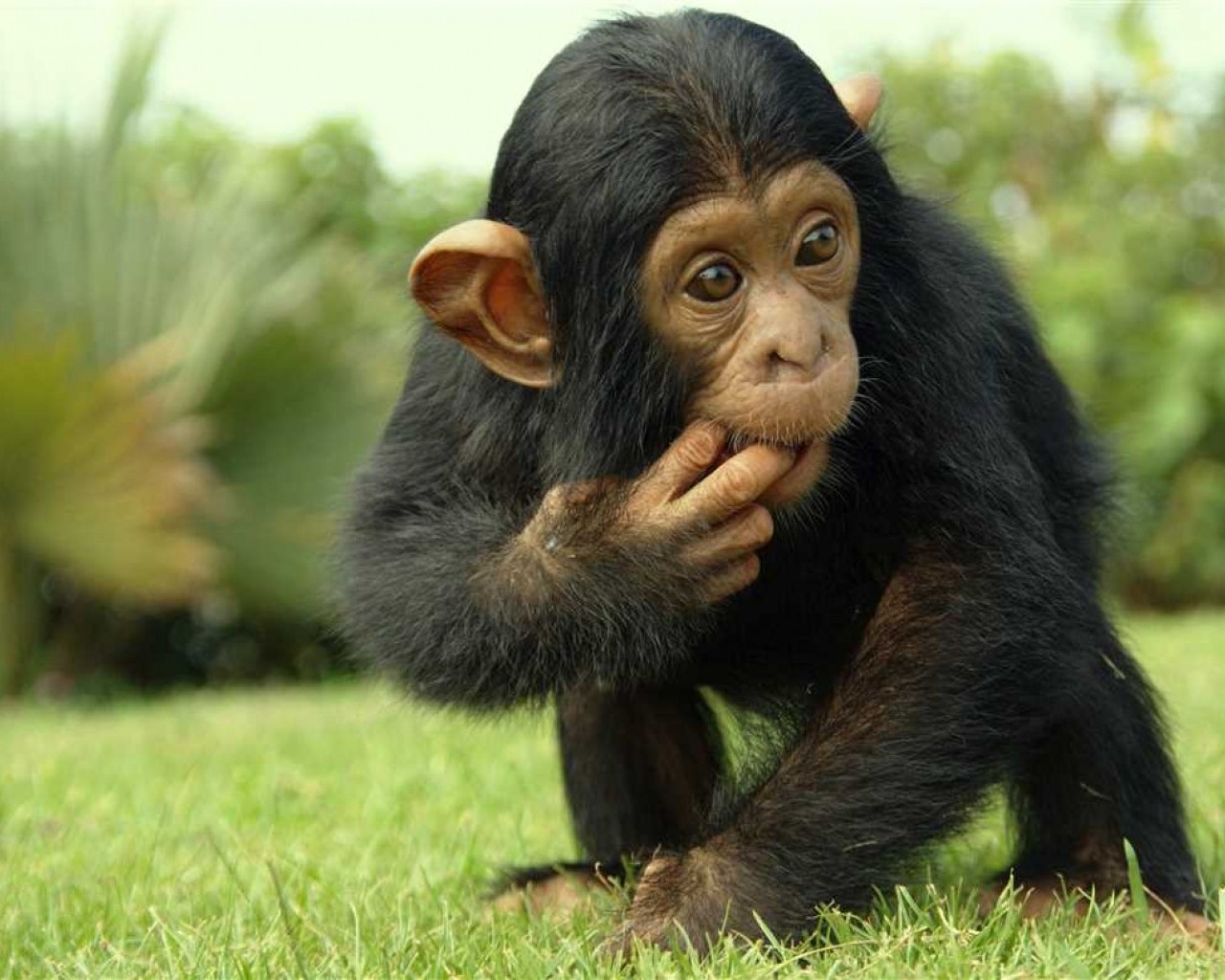 Описание самых удивительных черт обезьян - их интеллект, поведение и необычные способности