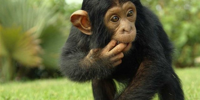 Описание самых удивительных черт обезьян - их интеллект, поведение и необычные способности