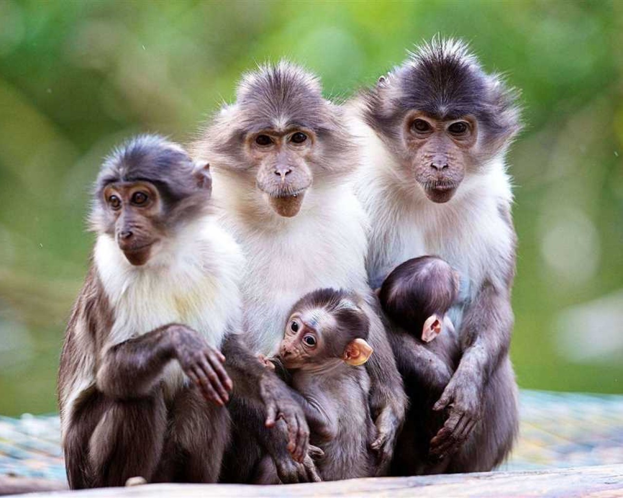 Подробное исследование об обезьянах - их поведение, особенности и роль в экосистеме