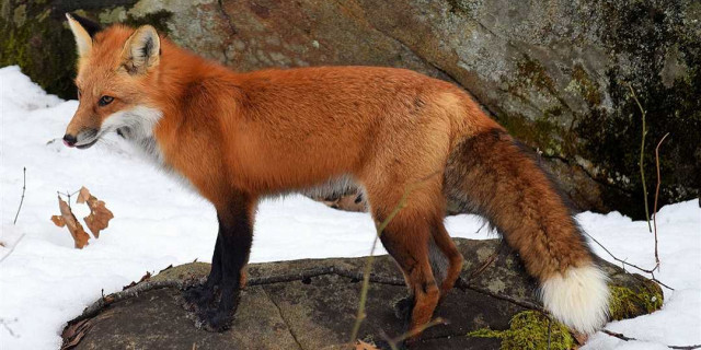 Как обыкновенная лисица - чудесное создание природы - приспособилась к разнообразным условиям существования