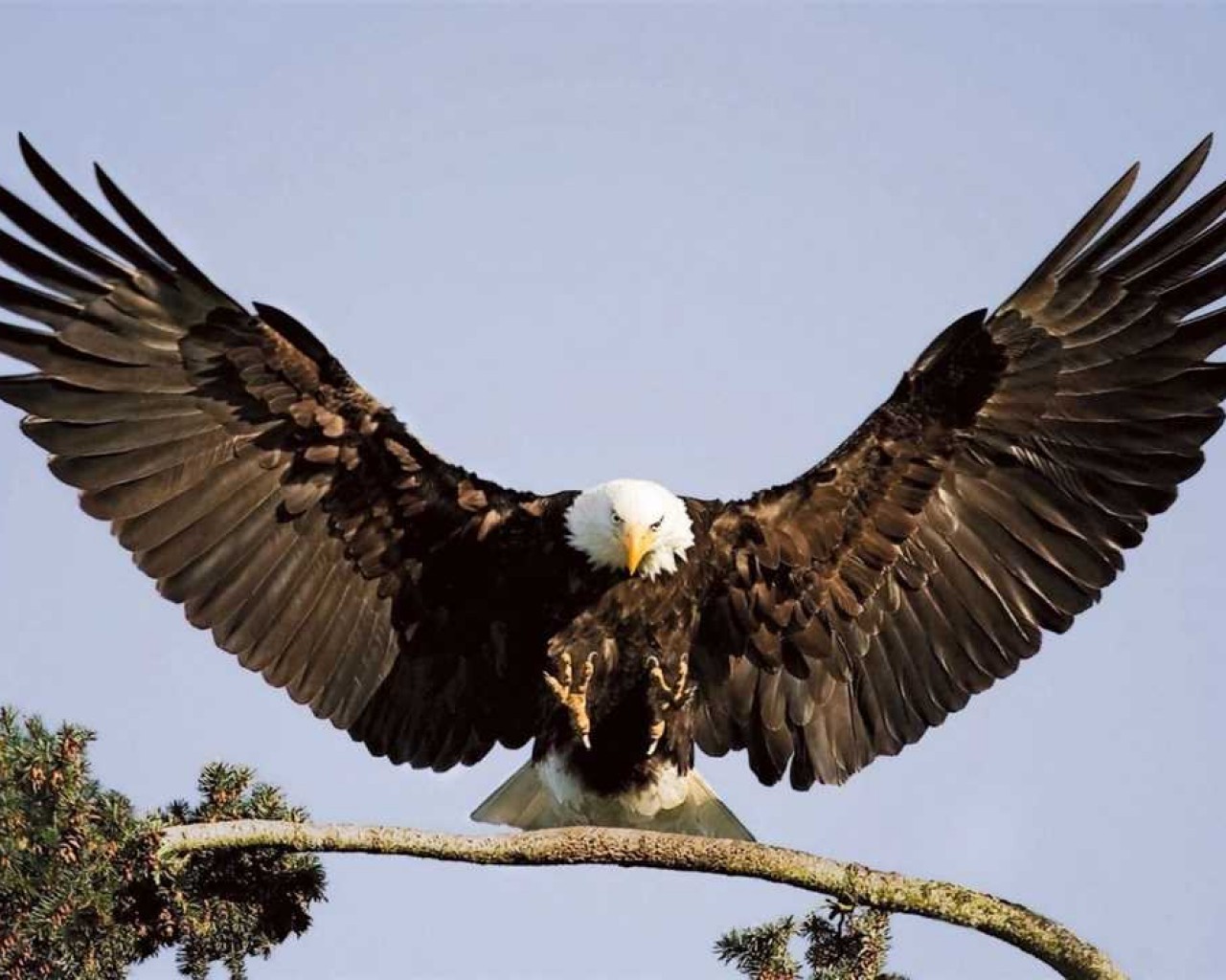 Орел - величественная птица соколиных семейства, символ силы, мудрости и свободы, удивительная живая природная картина!