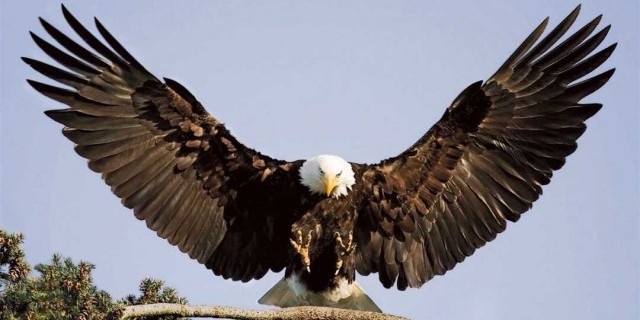 Орел - величественная птица соколиных семейства, символ силы, мудрости и свободы, удивительная живая природная картина!