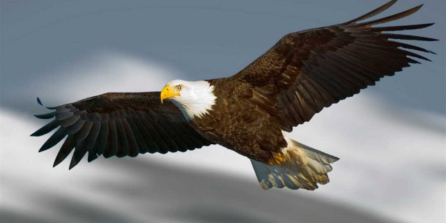 Орлы - величественные птицы небесных просторов и символ силы и свободы