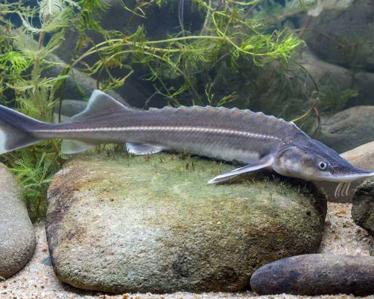 Осетры и обитающие в реках Дона и Волги чтобы восстановить численность рыб
