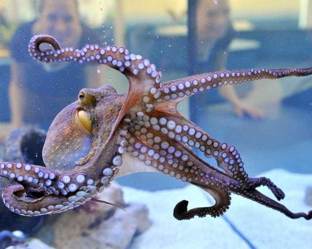 Удивительные осьминоги - их умение менять цвет, многие руки и способности