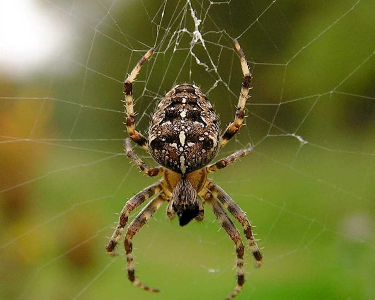 Изучаем пауков - их разнообразие, удивительные особенности и важную роль в экосистеме