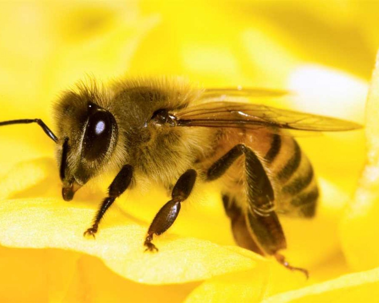 Удивительные факты о пчеле - от ее роли в экосистеме до ценности ее продуктов