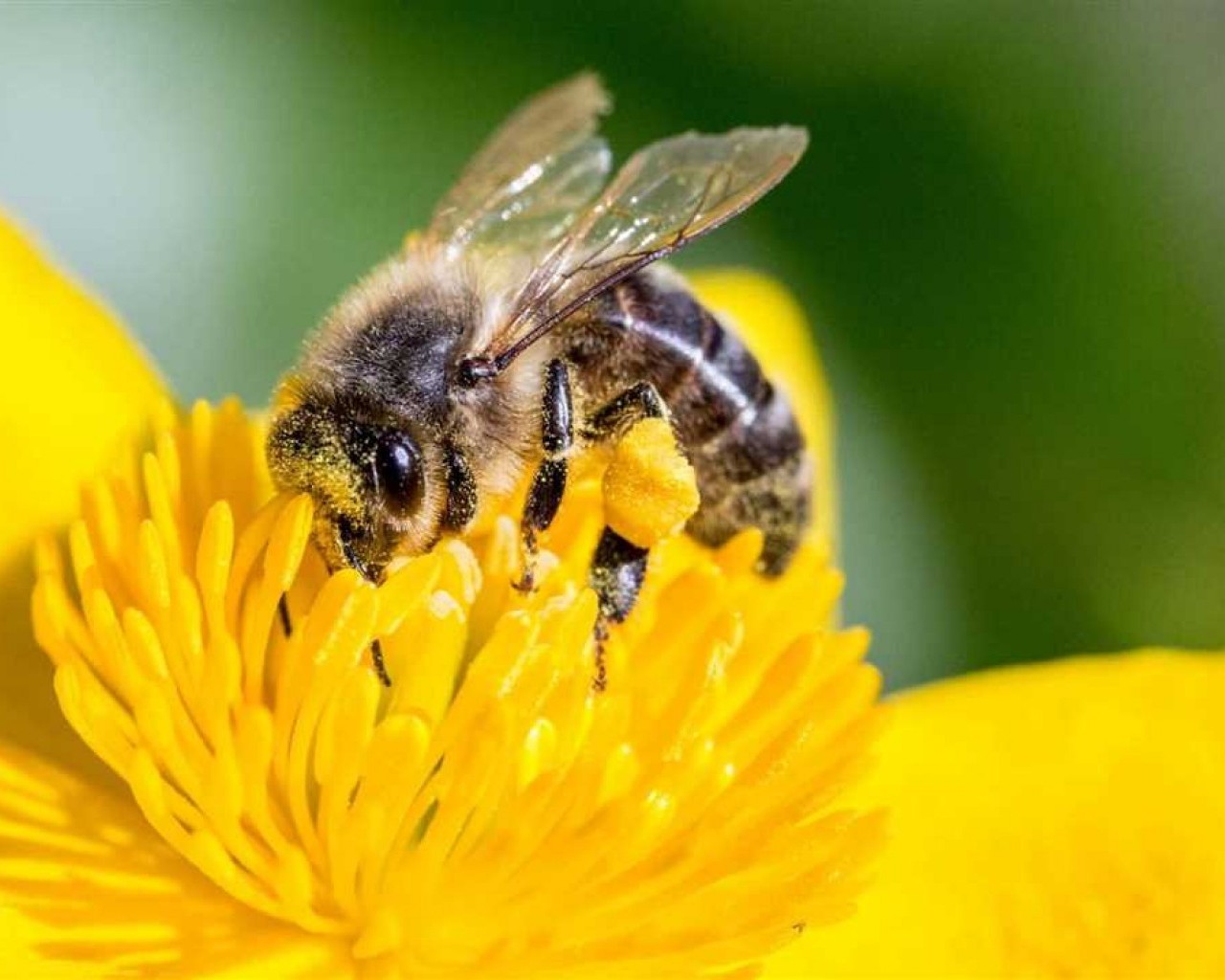 Почему пчелы играют важную роль в нашей экосистеме и почему их сохранение является нашей общей ответственностью