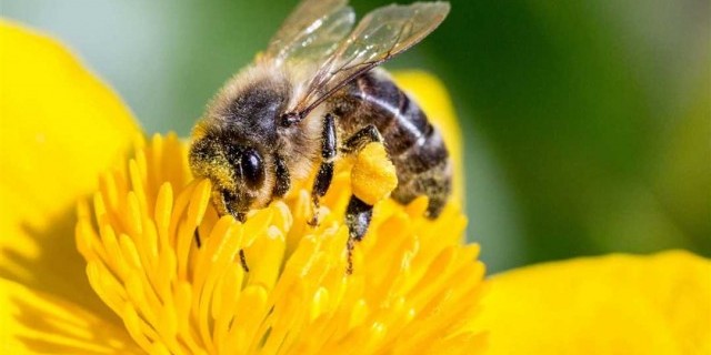 Почему пчелы играют важную роль в нашей экосистеме и почему их сохранение является нашей общей ответственностью