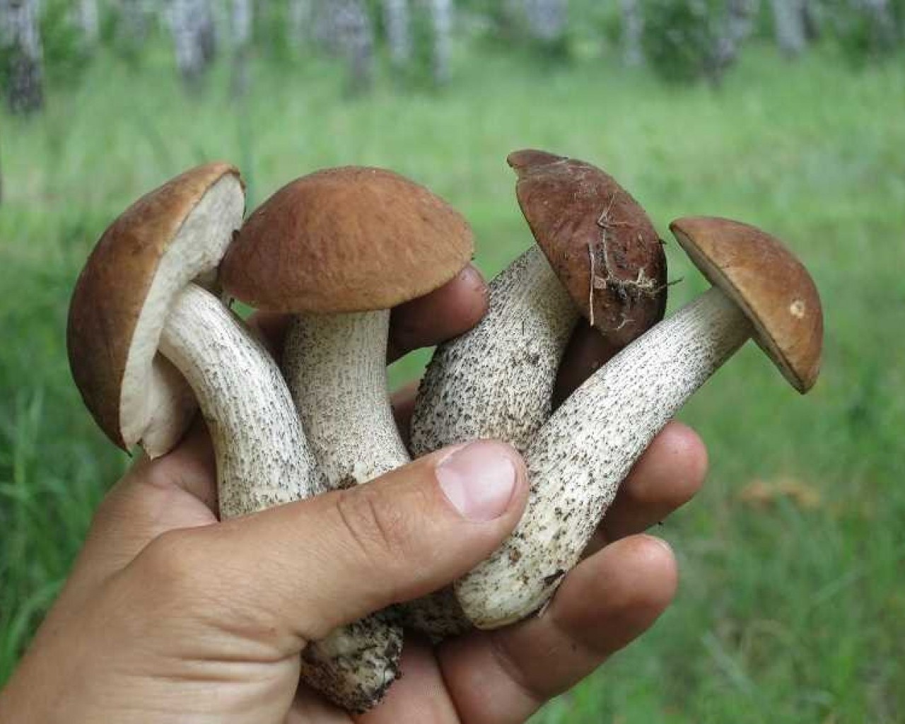 Подберезовик - особенности выращивания и полезные свойства гриба для организма