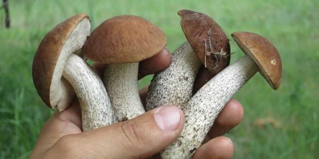 Подберезовик - особенности выращивания и полезные свойства гриба для организма