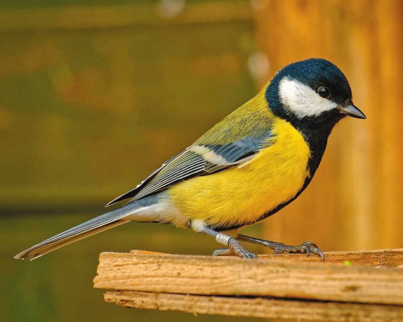 Исследуем занимательный мир птичек - их повадки, образ жизни и удивительные способности