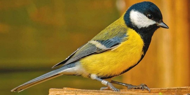 Исследуем занимательный мир птичек - их повадки, образ жизни и удивительные способности