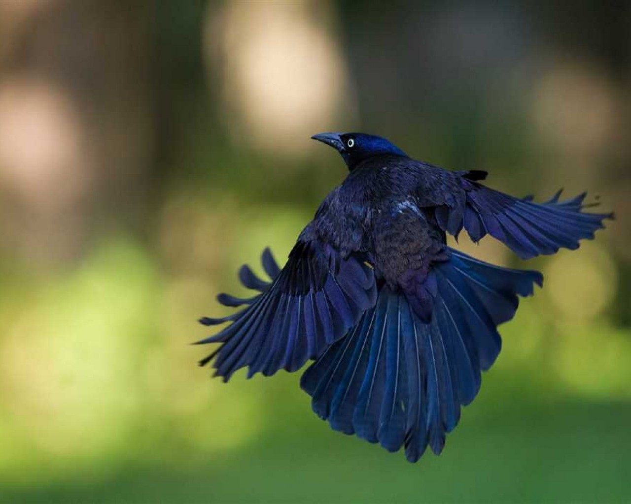 Необычайные и захватывающие факты о таинственных и разнообразных птицах