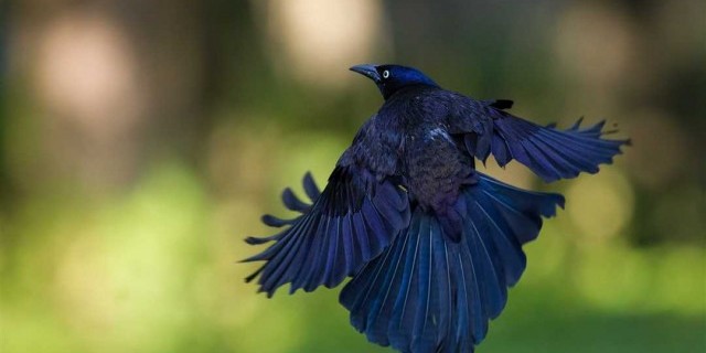Необычайные и захватывающие факты о таинственных и разнообразных птицах