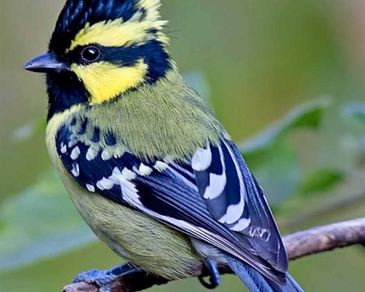 Все, что вы хотели знать о птицах - их разнообразие, особенности и важность в природе