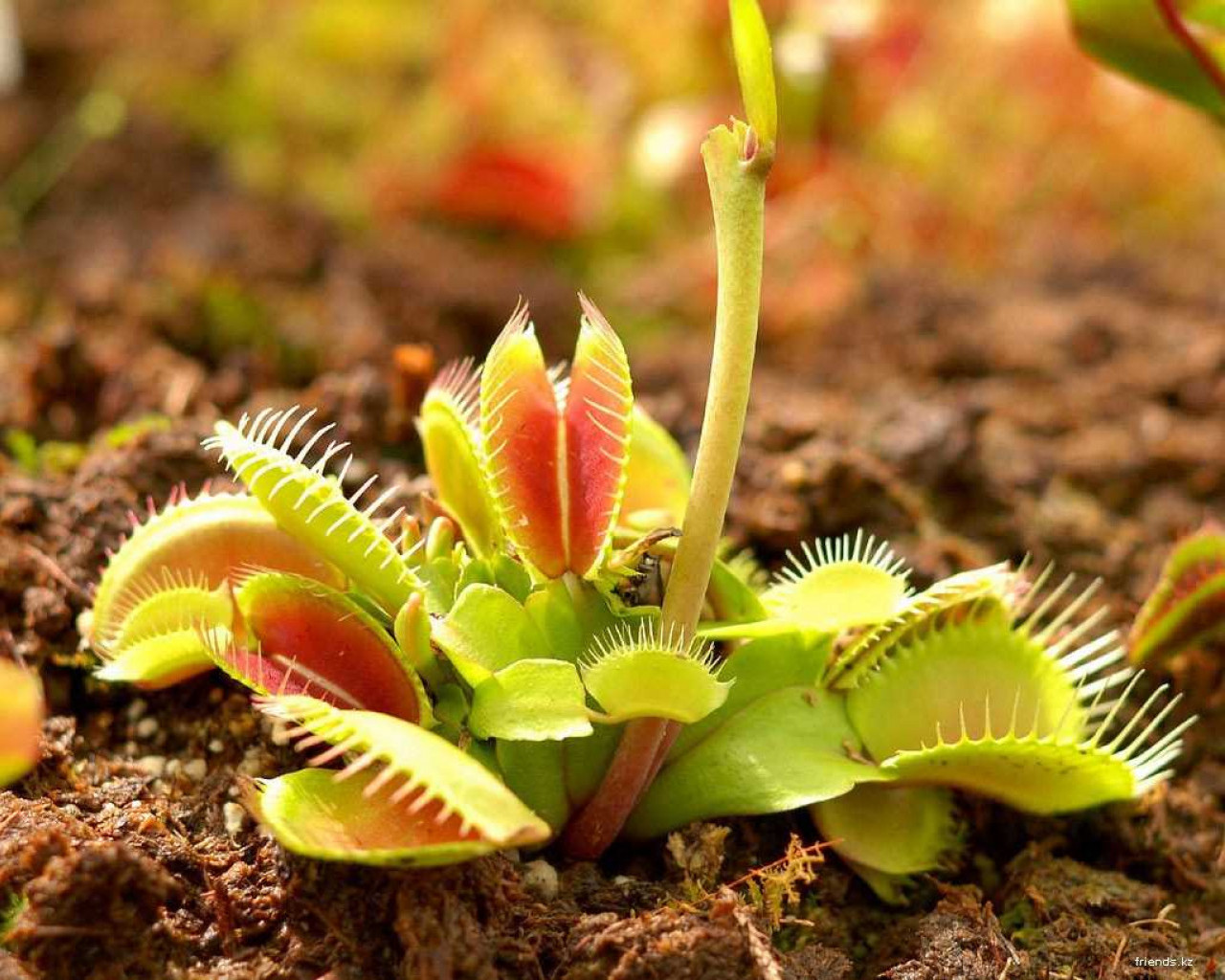 Удивительный мир растений - как они дышат, питаются и размножаются
