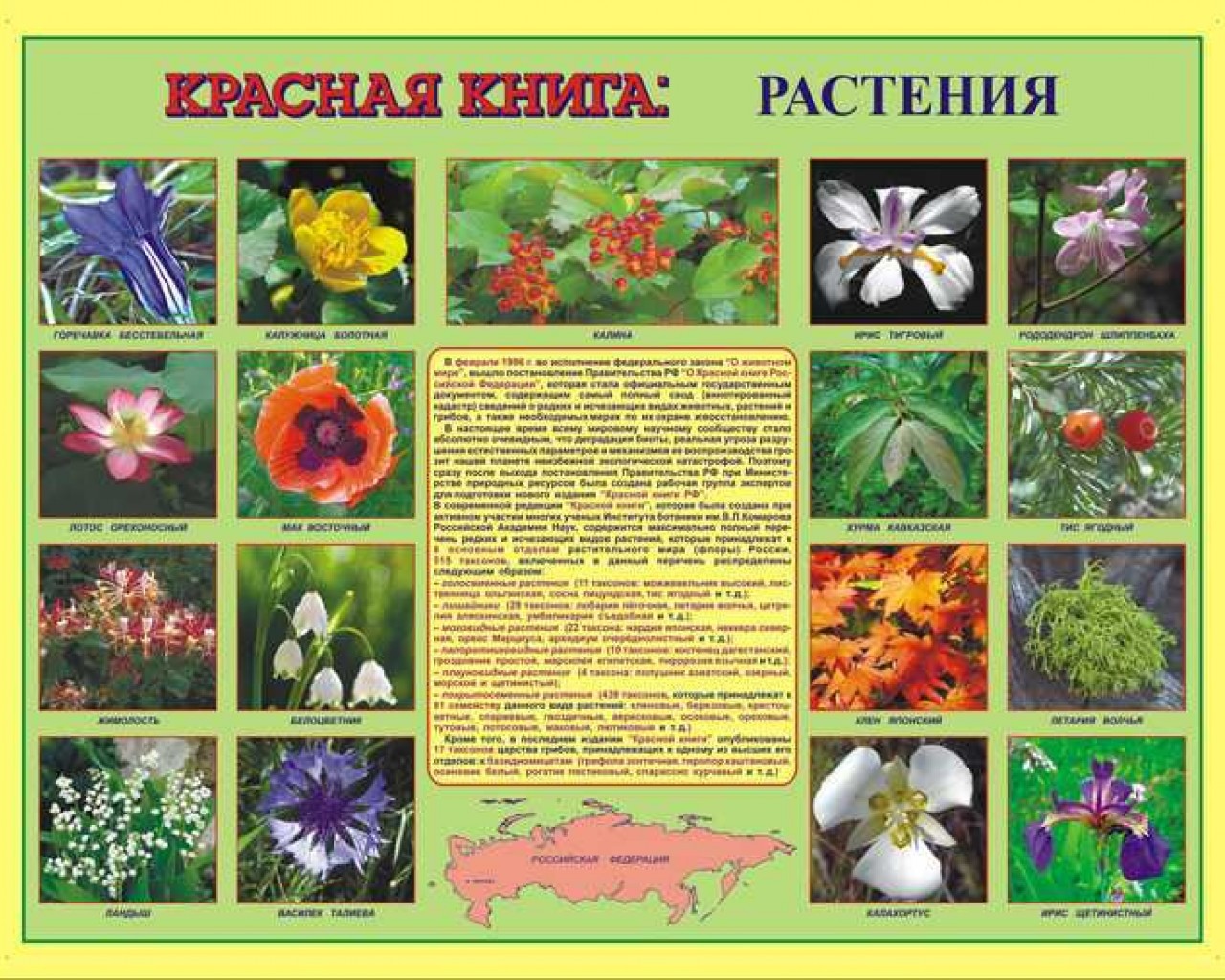 Редкие и уникальные растения, внесенные в красную книгу, их сохранение и значение для биоразнообразия