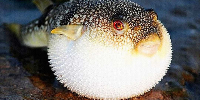 Рыба фугу - история, особенности и опасности смертоносного деликатеса из Японии