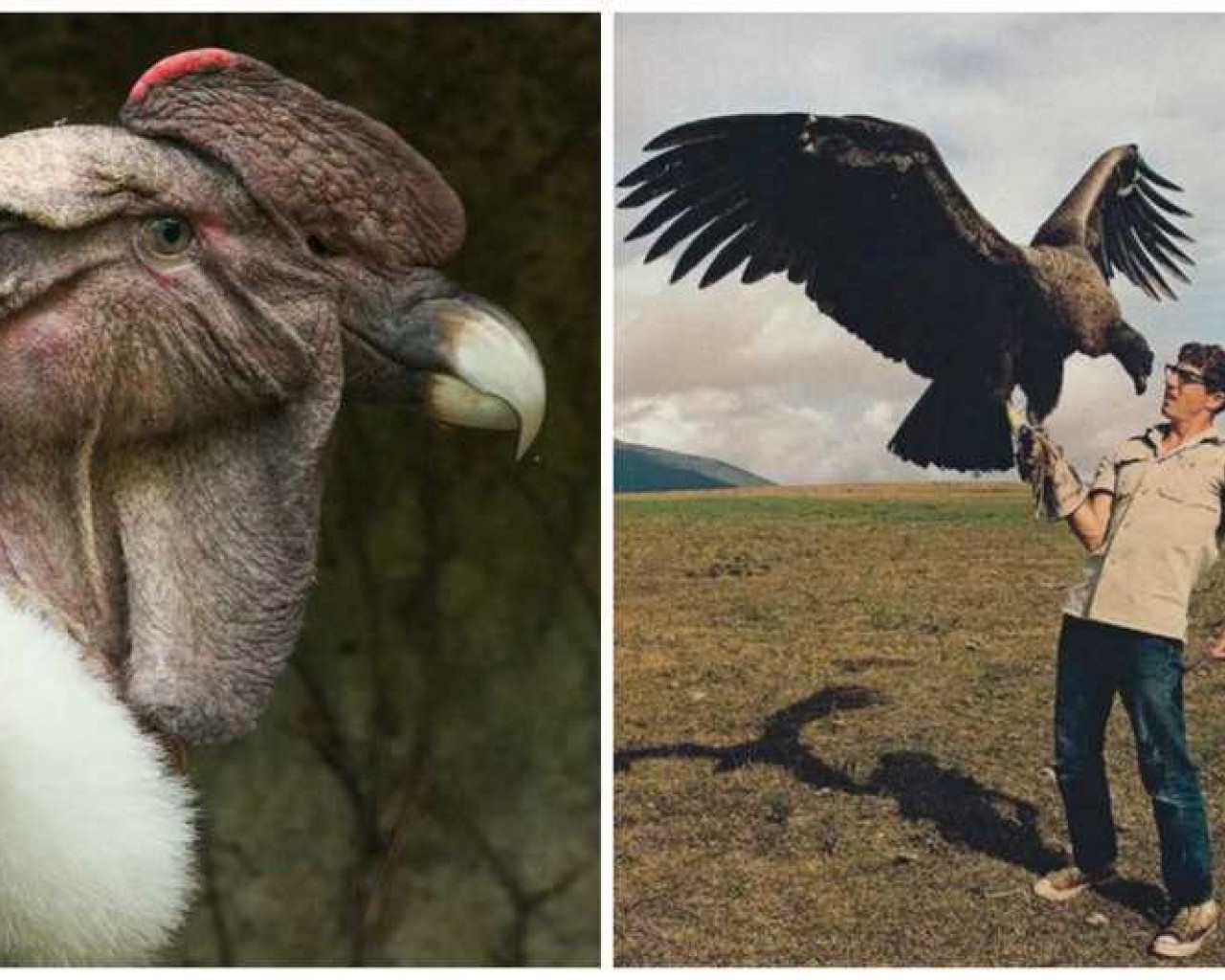 Самая большая птица в мире - эволюционный уникал, достижения и особенности африканской страусоподобной живости