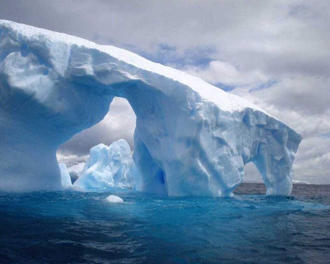 Северный Ледовитый океан: особенности, климат, животный и растительный мир