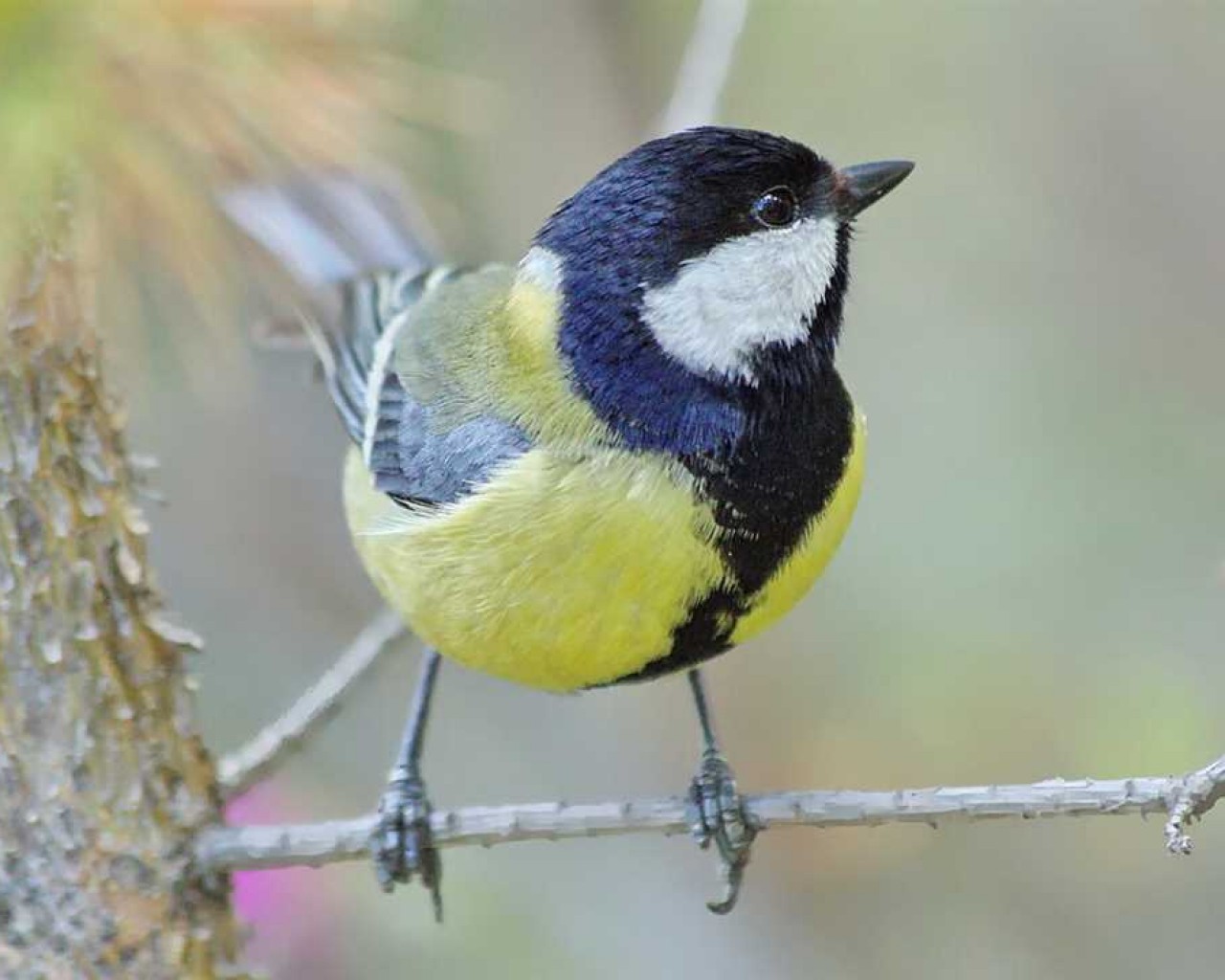 Красочные фотографии прекрасных синиц - удивительное многообразие птиц мира