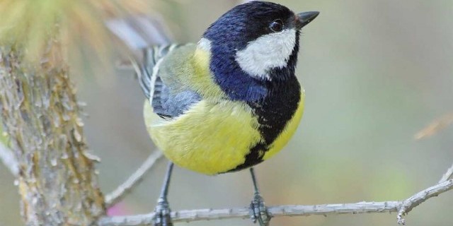 Красочные фотографии прекрасных синиц - удивительное многообразие птиц мира