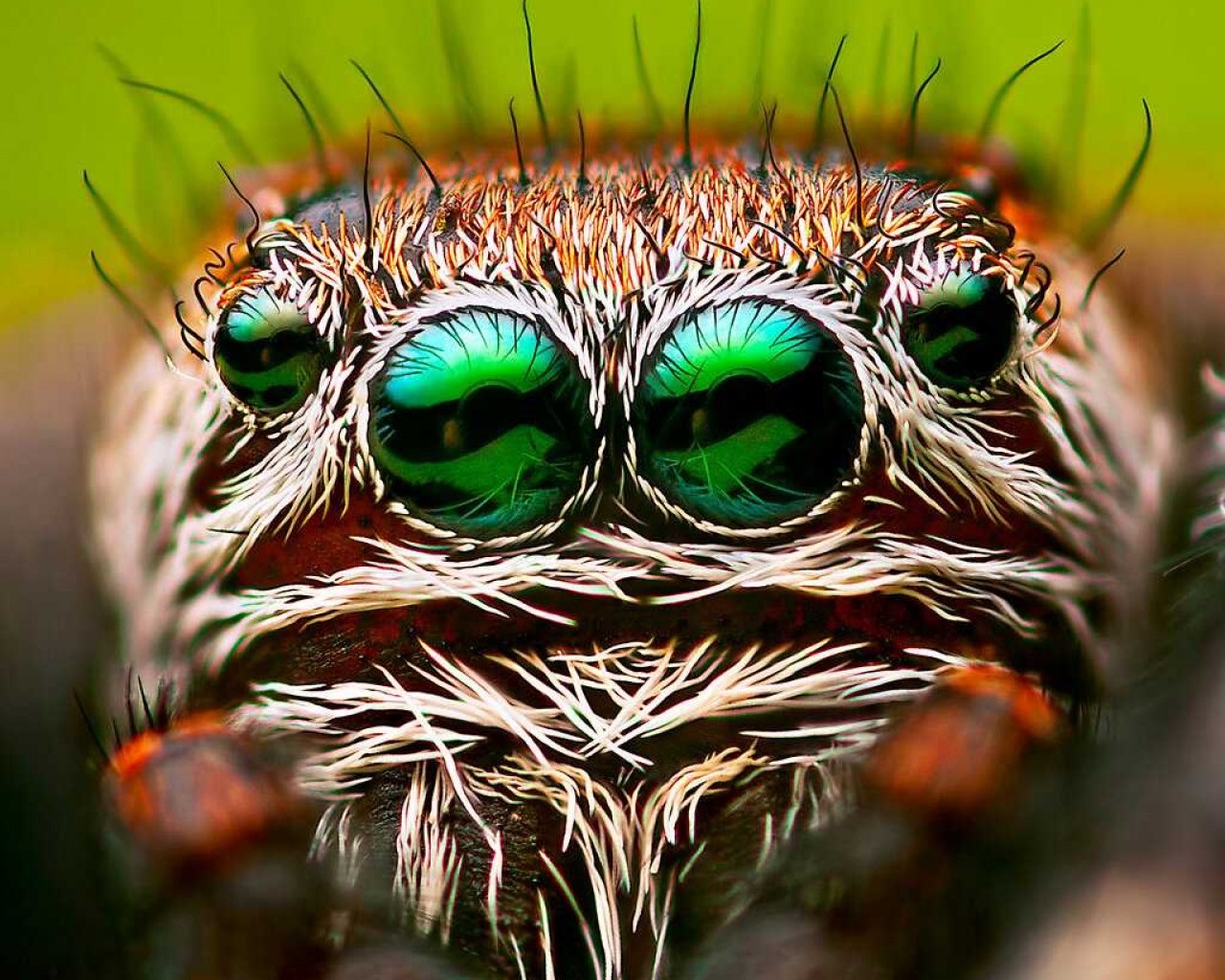 Сколько глаз имеет паук - узнайте все о строении зрительных органов у пауков