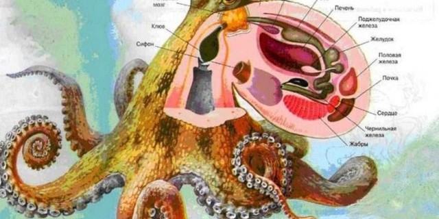 Сколько сердец у осьминога - узнаем интересные факты об их сердечной системе