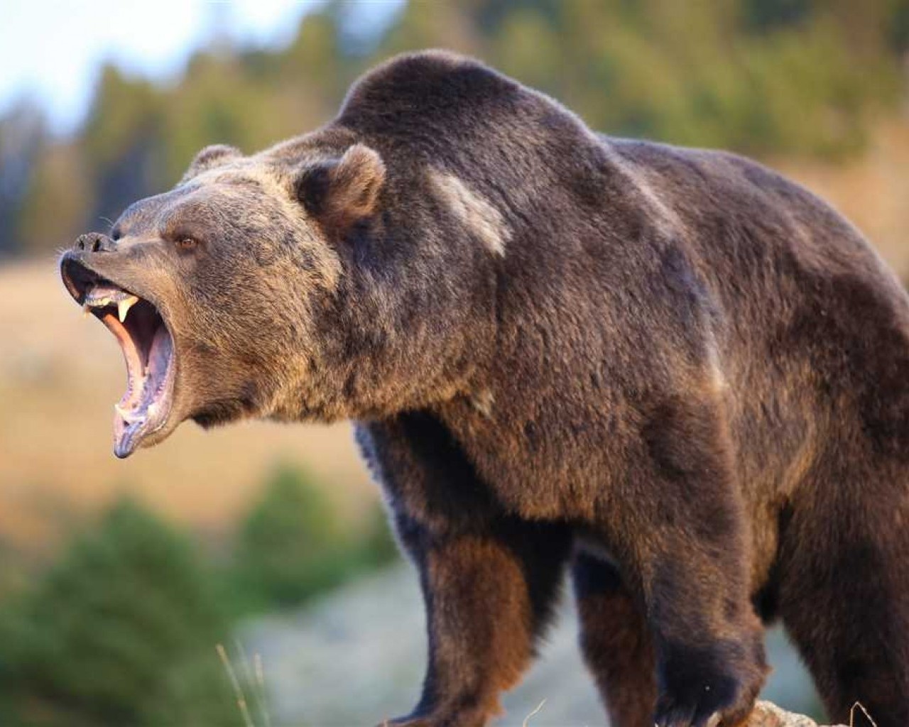 Сколько лет живут медведи - интересные факты и особенности долголетия этих величественных животных