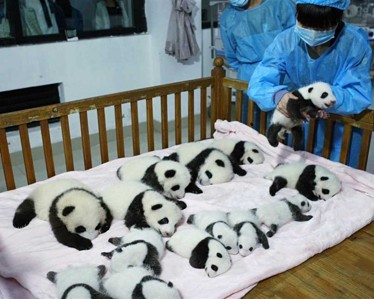 Сколько живут панды - удивительное открытие о продолжительности жизни самых милых и угрозы исчезновения их видов