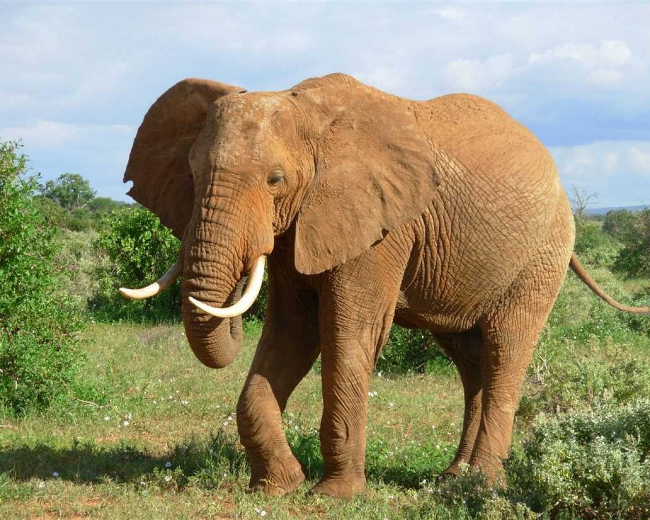 Феноменальная сила и величественное достоинство слона - его мифы, символика и значение в мире природы