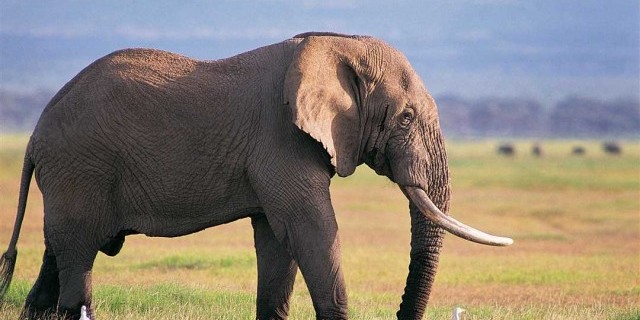 Слоны - великолепные создания – большие, дружелюбные и удивительно сообразительные