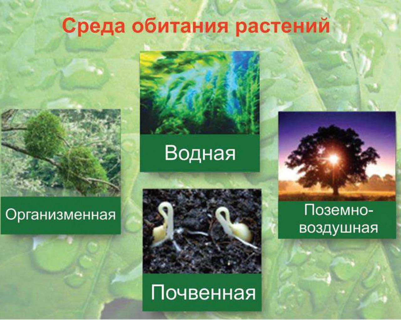 Среды обитания 11 класс биология. Среда обитания растений. Условия обитания растений. Условия среды обитания растений. Растения разных сред обитания.