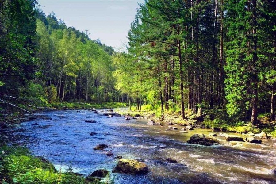 Тайга |Тайга: особенности, флора и фауна, климат